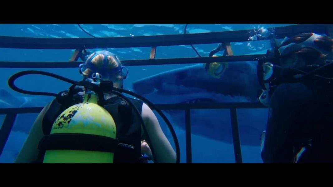 Revisión: 47 metros hacia abajo tranquiliza al público de que temer a los tiburones sigue siendo perfectamente razonable