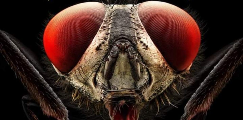 ¡Prepárate para los bichos grandes!  ¡'Insecto' aterriza este mes!